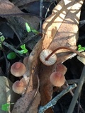 Mycena californiensis image