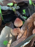 Mycena californiensis image