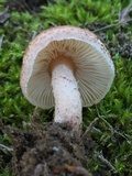 Lepiota subincarnata image