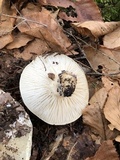Hygrophorus sordidus image