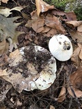 Hygrophorus sordidus image