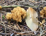 Lentaria byssiseda image