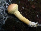 Pulveroboletus ravenelii image