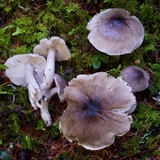 Tricholoma nigrum image