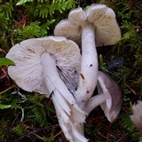Tricholoma nigrum image
