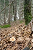 Hygrophorus pudorinus image