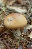 Hygrophorus pudorinus image