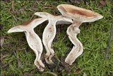 Hygrophorus pudorinus image