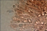 Hygrophorus pudorinus image