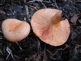 Lactarius thyinos image