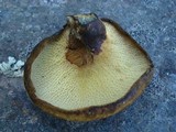 Boletinellus merulioides image