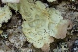 Lobaria scrobiculata image