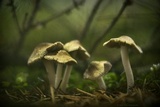 Inocybe rimosa image