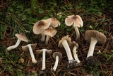 Inocybe rimosa image