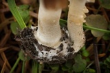 Inocybe rimosa image