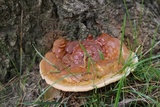 Ganoderma sessile image