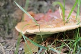Ganoderma sessile image