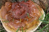 Ganoderma sessile image