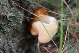 Ganoderma sessile image