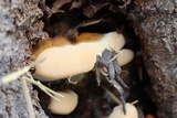 Ganoderma sessile image