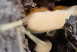 Ganoderma sessile image
