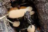 Ganoderma sessile image