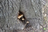 Ganoderma sessile image