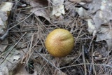 Suillus americanus image