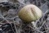 Suillus americanus image