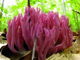 Clavaria zollingeri image