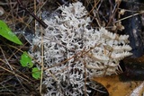 Clavulina coralloides image