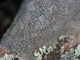 Lecanora pseudistera image