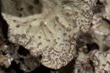 Lobaria scrobiculata image