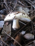 Hebeloma crustuliniforme image