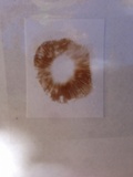 Hebeloma crustuliniforme image