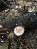 Cortinarius iodes image