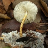 Leucocoprinus longistriatus image