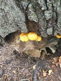 Pholiota squarrosoides image