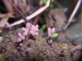 Arcyria denudata image