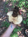 Tapinella atrotomentosa image