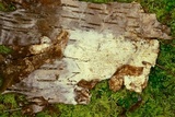 Athelia bombacina image