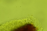 Athelia bombacina image