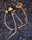 Conocybe magnispora image