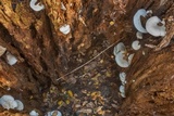 Ossicaulis lignatilis image