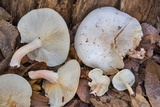 Ossicaulis lignatilis image