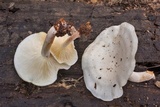 Ossicaulis lignatilis image
