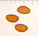 Conocybe magnispora image