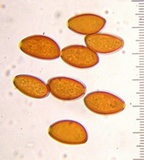 Conocybe magnispora image