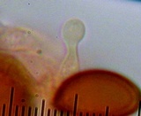 Conocybe magnispora image