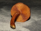Gymnopilus luteofolius image